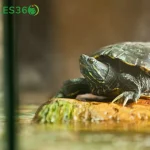 How to tell if your turtle is dying